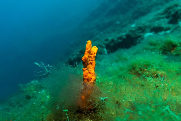 From Athens: Scuba Diving at the Blue Hole