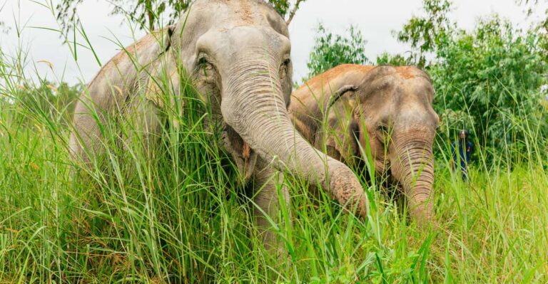 From Bangkok: Pattaya Ethical Elephant Sanctuary Day Trip