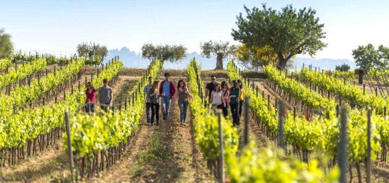 From Barcelona: The Penedès Hike and Wine Tour