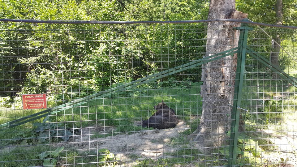 From Brasov: Libearty Bear Sanctuary Guided Tour - Tour Overview and Pricing