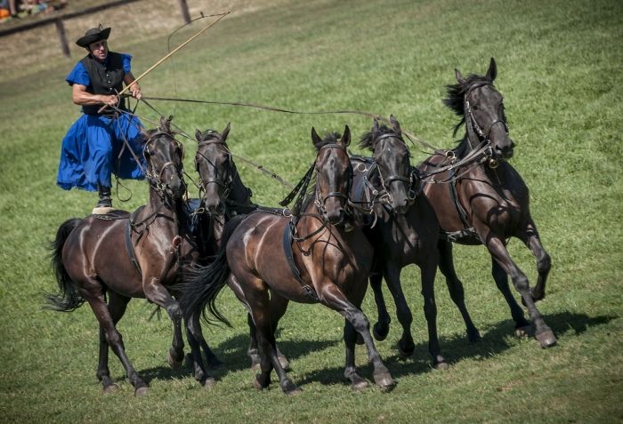 From Budapest: Puszta Horse Show and Countryside Visit - Experience Highlights