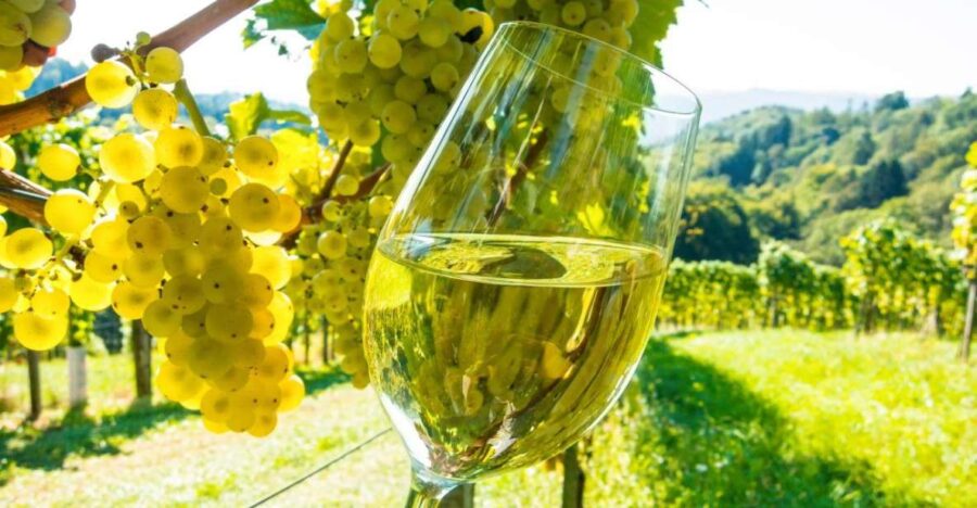 From Cannes: St Paul De Vence, Antibes & Wine Tasting Tour