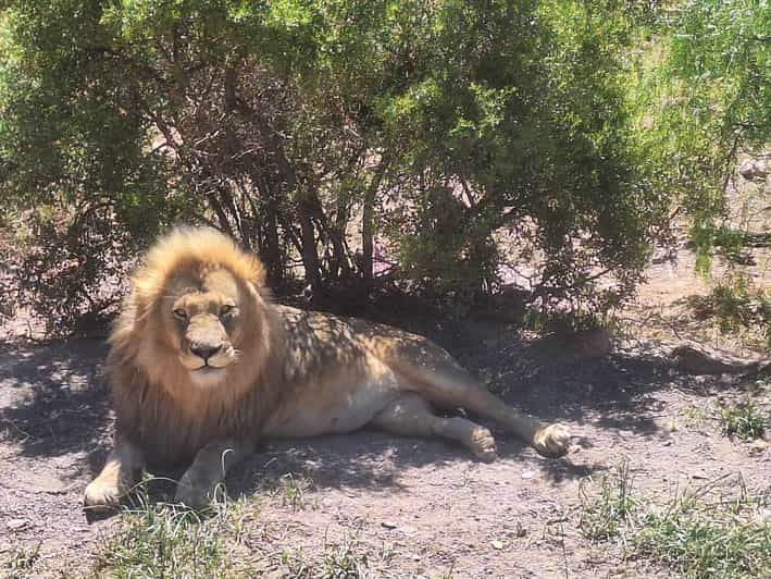 From Cape Town: Aquila Game Reserve Big 5 Safari - Tour Overview and Pricing