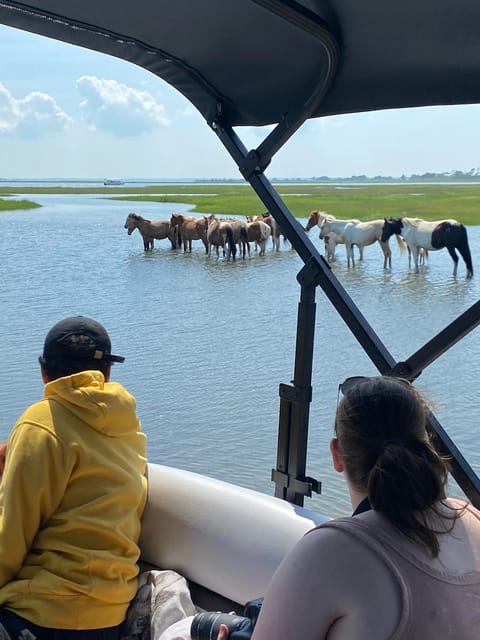 From Chincoteague: Pony and Wildlife Boat Tour