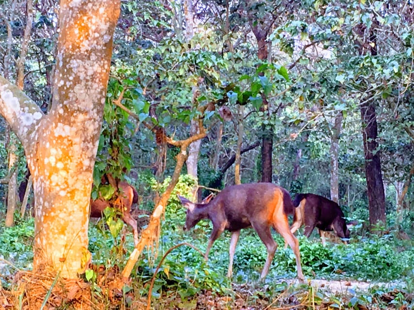 From Chitwan: Half Day Caneoing & Jungle Walk With Guide - Activity Overview