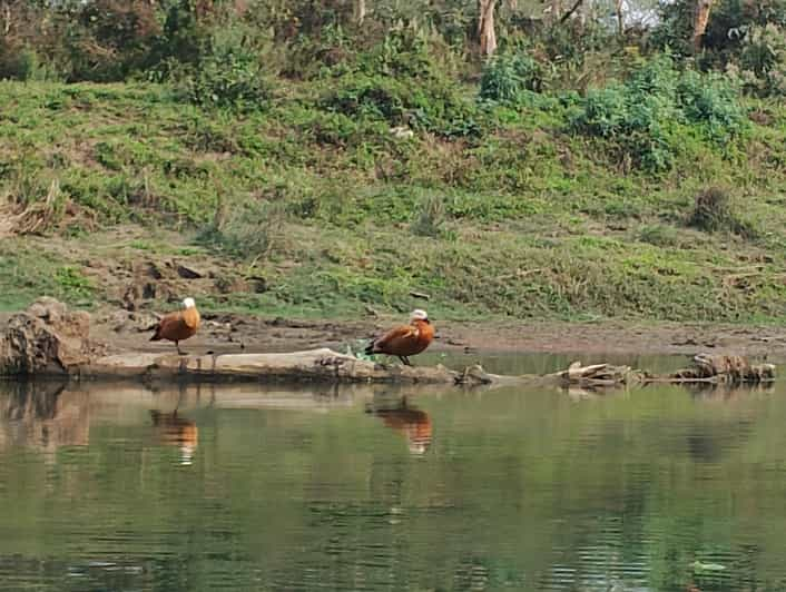 From Chitwan: Half Day Jeep Safari & Canoeing Day Tour - Overview of the Tour