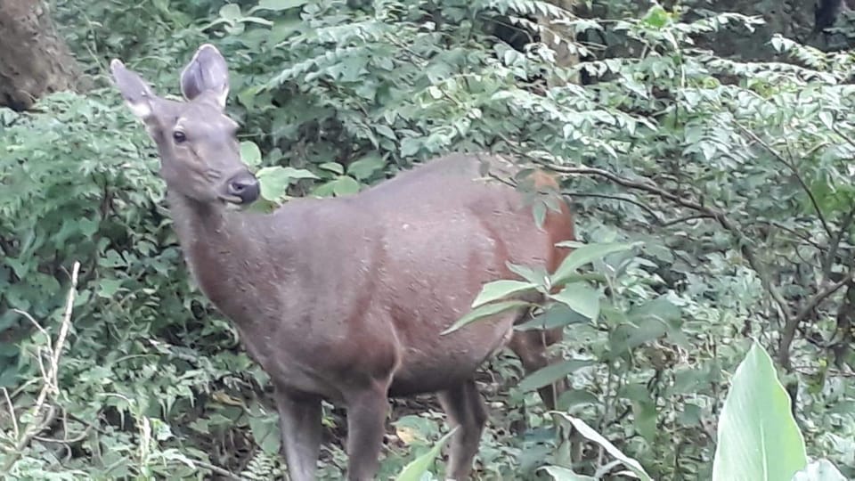 From Chitwan: Half Day Jeep Safari With Group - Activity Overview