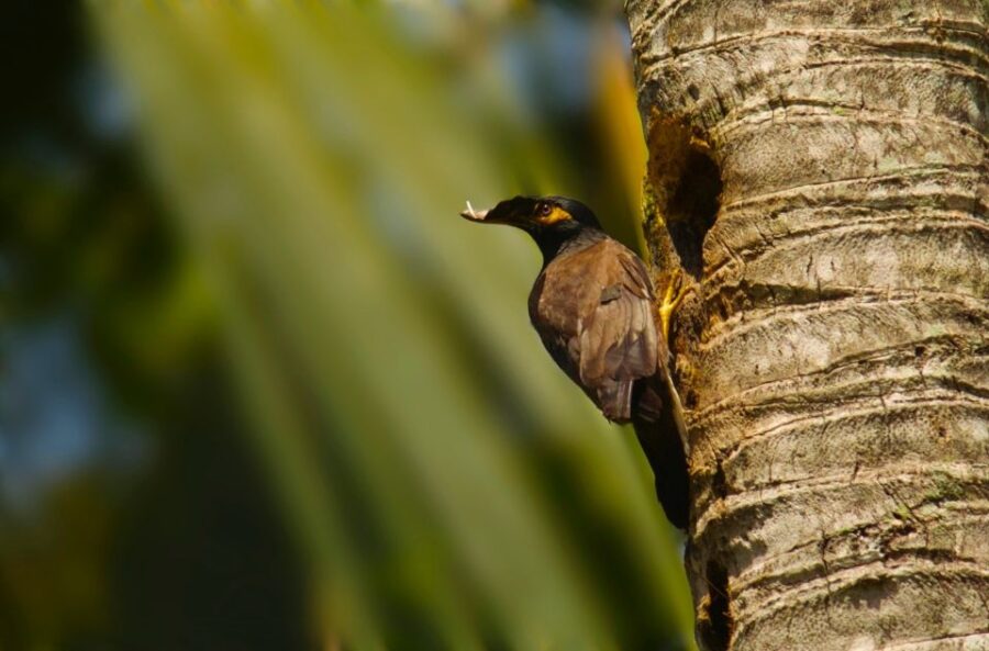 From Colombo-Negombo-Bentota-Kalutara: Sinharaja Hike - Tour Overview