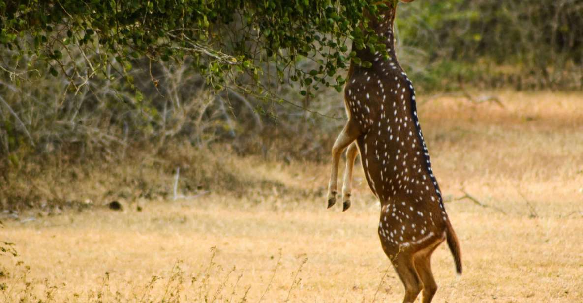 From Colombo : Yala National Park Safari Tour - Tour Overview