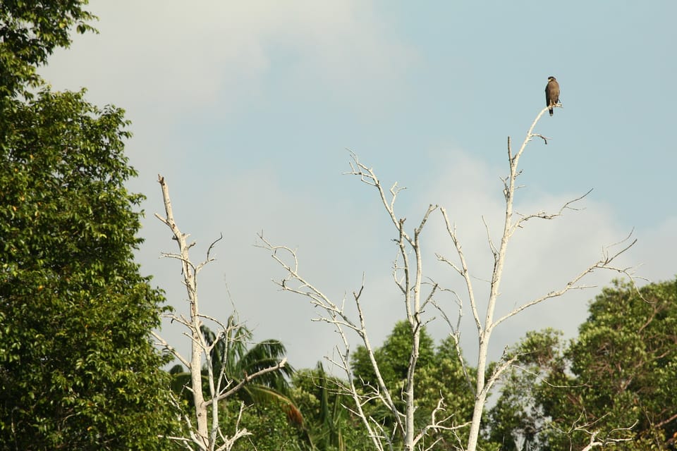 From Desaru: Lebam River Kayak Trip - Kayak Trip Overview