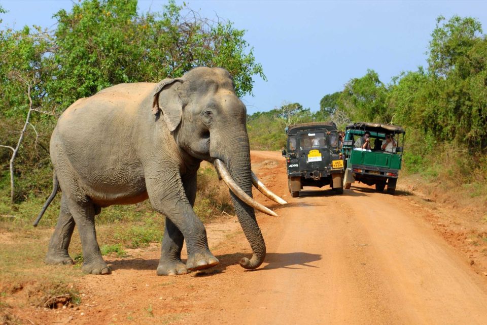 From Ella: Yala National Park Jeep Safari Tour - Tour Overview