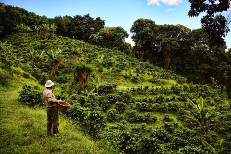 From Farm to Cup: The Ultimate Coffee Tour