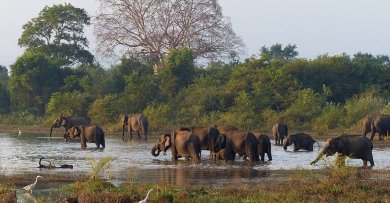 From Habarana or Sigiriya: Minneriya National Park Safari