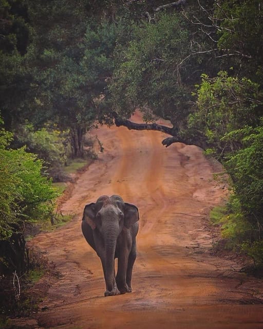 From Hambantota: Lunugamvehera National Park Wild Safari