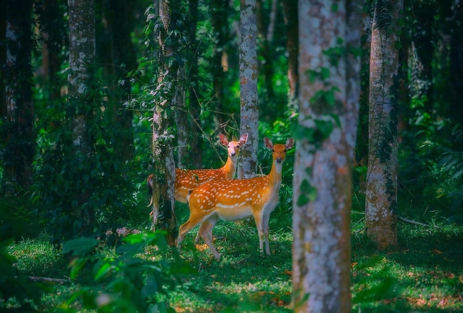 From Hanoi: Cuc Phuong & Admire Fireflies In 1 Day - Itinerary Highlights