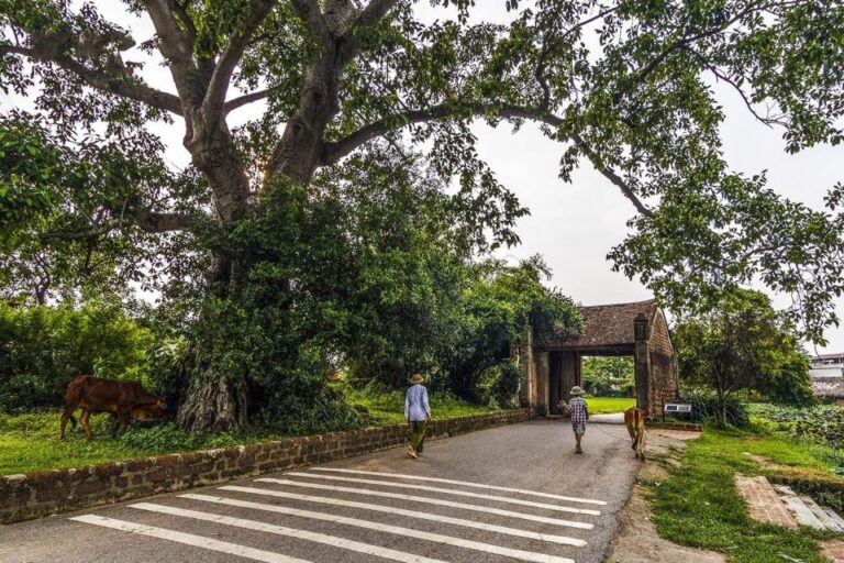 From Hanoi: Duong Lam Ancient Village