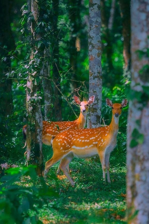 From Hanoi Watch Wild Animals & Firefly Forest In Cuc Phuong - Experiencing Rare Wildlife