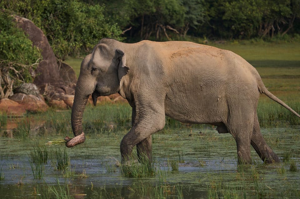 From Hikkaduwa/Galle/Mirissa : Udawalawa Safari & Drop Ella - Activity Overview