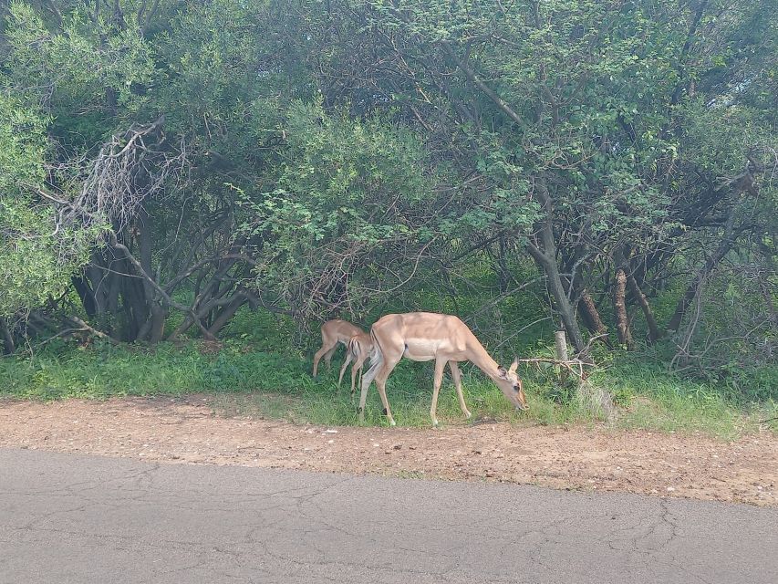 From Johannesburg: 7-Day Kruger National Park Tour - Exploring the Kruger National Park