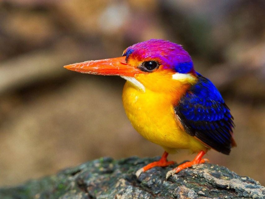 From Kandy: Bird Watching Tour to Udawatte Kele Sanctuary