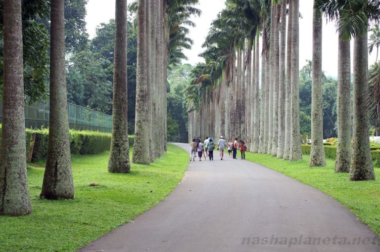 From Kandy: Pinnawala Day Tour