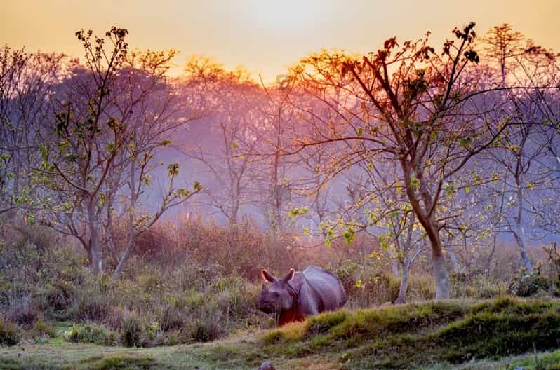 From Kathmandu to Chitwan: Jungle Safari + Meals & Transport - Exciting Safari Activities