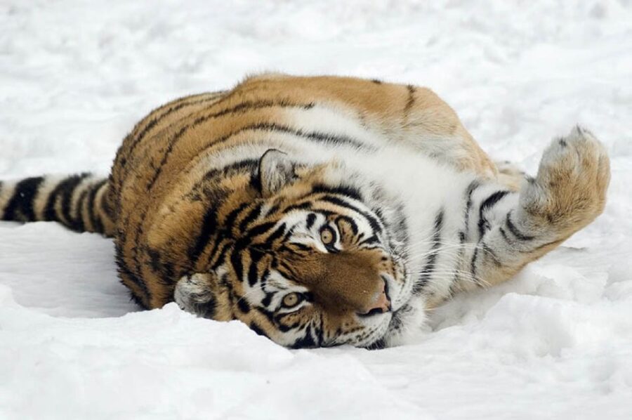 From Krakow: Zoo Trip With Transfer - Trip Overview and Pricing