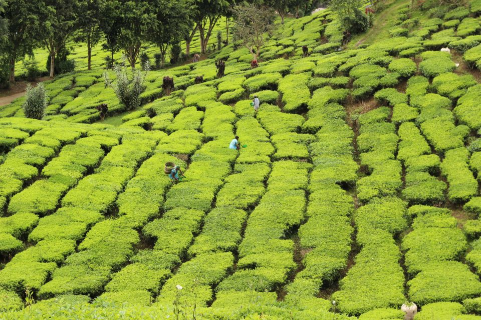 From Kuala Lumpur: Cameron Highlands Day Tour With Lunch - Tour Overview and Pricing