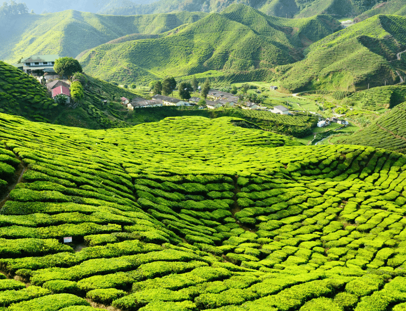 From Kuala Lumpur: Cameron Highlands Private Guided Tour - Itinerary Highlights