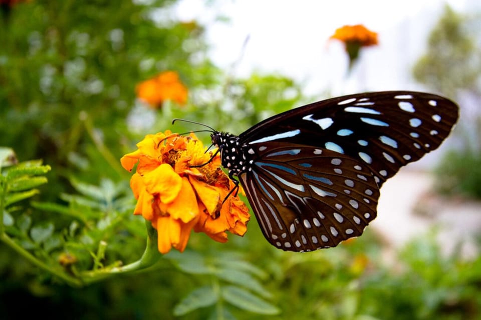 From Kuala Lumpur: Cameron Highlands Private or Join In Tour - Tour Overview