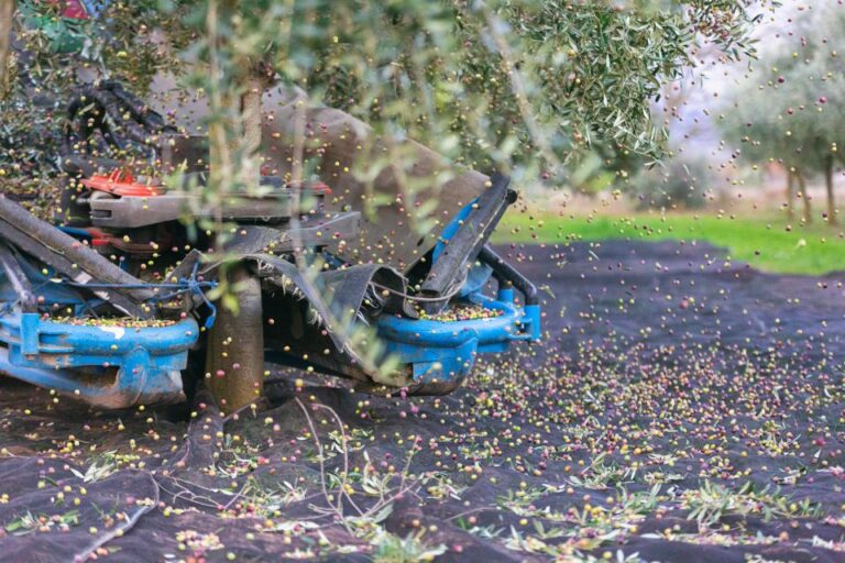 From La Rioja: Tour Olive Groves and Mill With Tasting