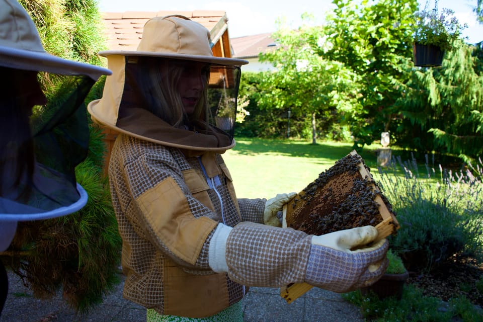 From Ljubljana: All About Bees - Overview of the Experience