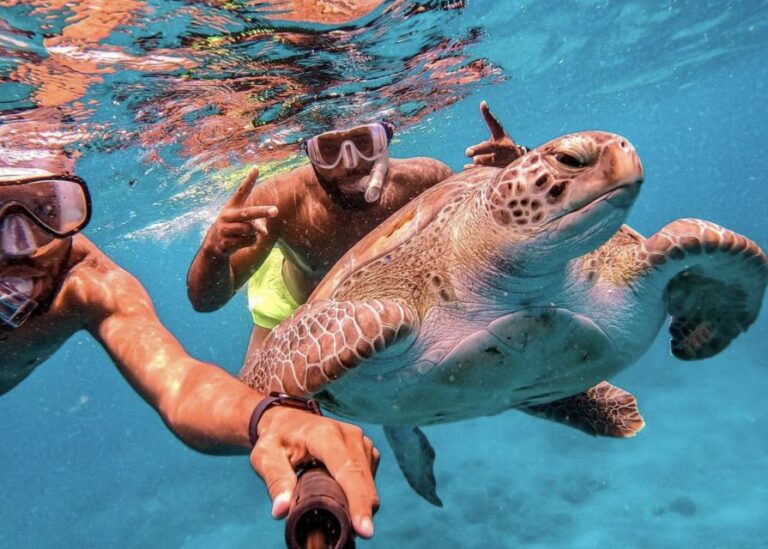 From Mindelo: São Vicentes Enchanting Sea Turtle Snorkeling