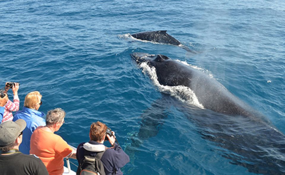 From Mirissa: Private Whale Watching Tour With Sunset - Tour Overview