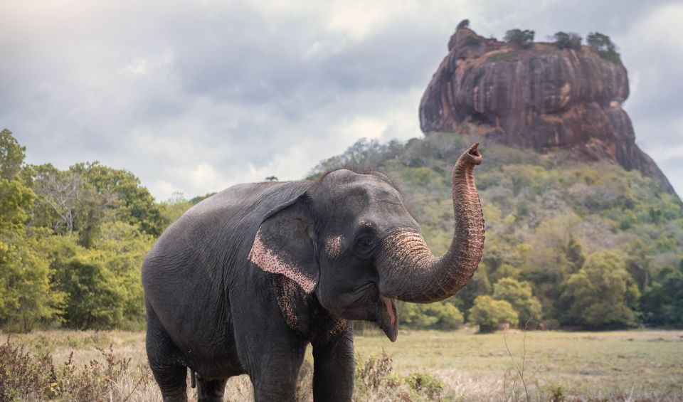 From Negombo: Sigiriya and Dambulla Day Trip - Trip Overview and Pricing