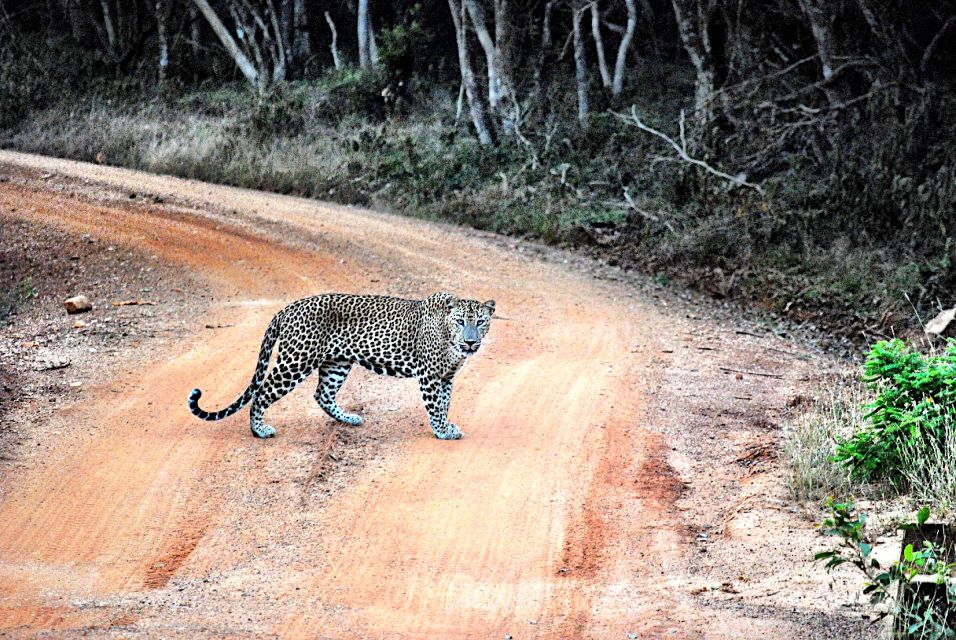 From Negombo: Wilpattu National Park Safari Guided Day Tour - Tour Overview