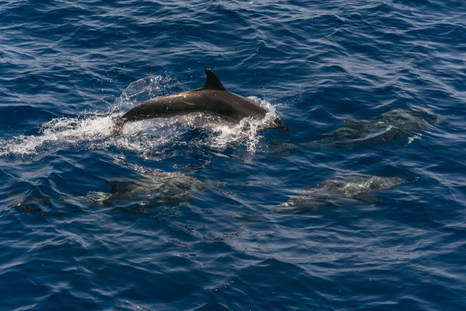 From Puerto Rico De Gran Canaria: Dolphin Watching Cruise - Activity Overview