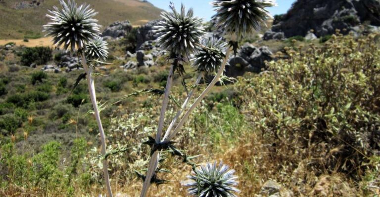 From Rethymno: Preveli Palm Forest Hike and Beach Day Trip