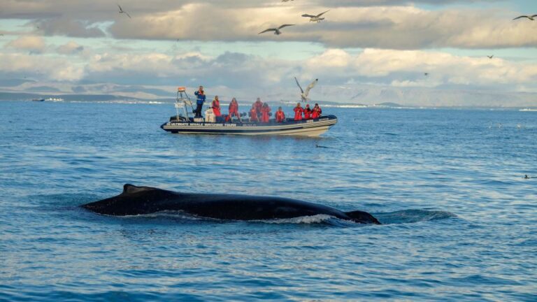 From Reykjavik: Whale and Puffin Watching RIB Boat Tour