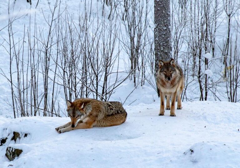 From Rovaniemi: Private Tour to Ranua Zoo