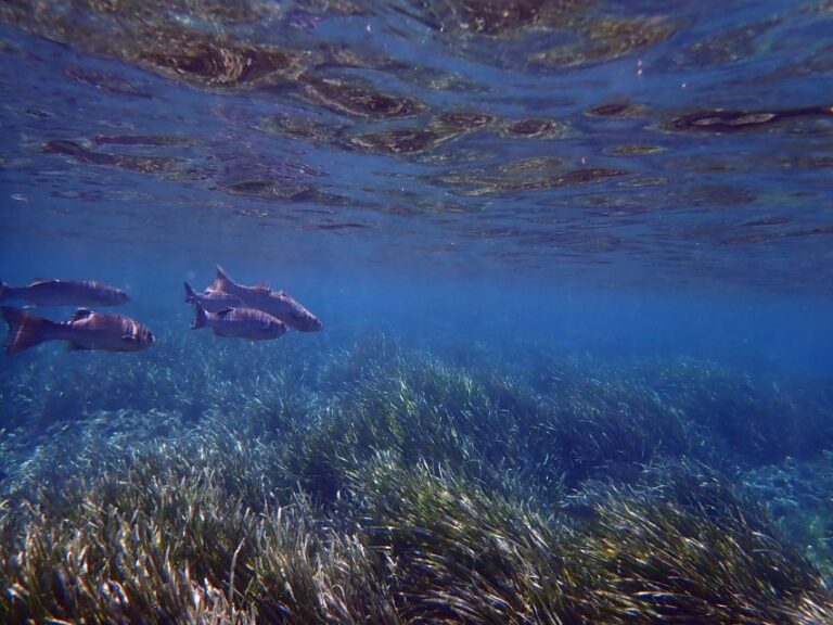 From Santa Pola: Snorkel Trip in Tabarca Island