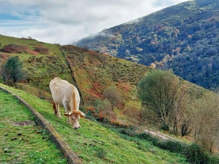 From Santander or Torrelavega: Soplao Cave Excursion - Overview of the Excursion