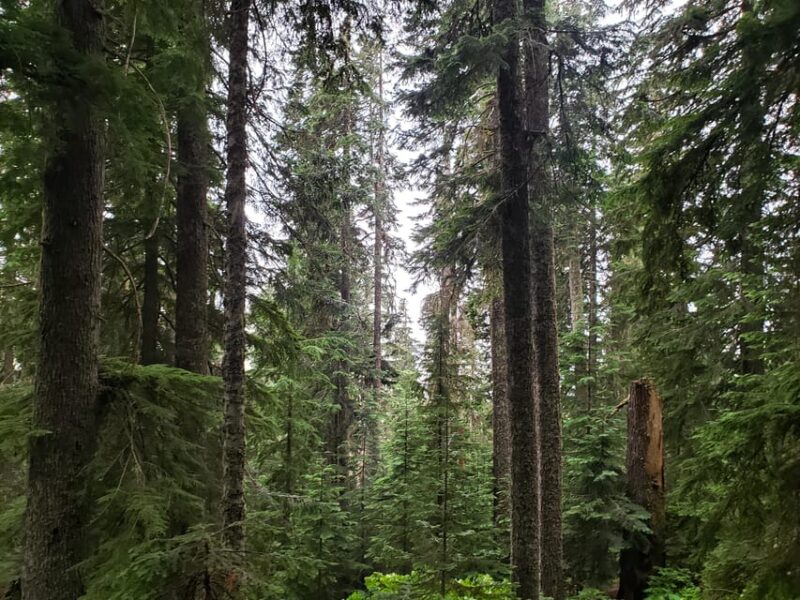 From Seattle: Cascades Hiking & Snoqualmie Falls Tour - Hiking Experiences