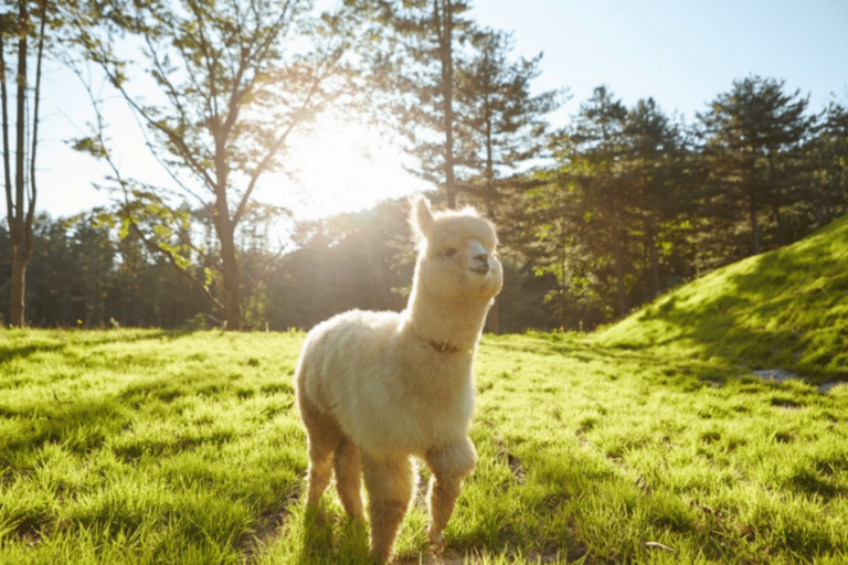 From Seoul: Alpaca Farm With Rail Bike/ Luge Racing