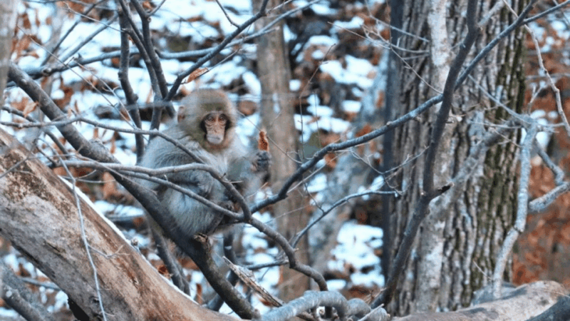 From Tokyo Memorabele Snow Monkey Park & Zenkoji Temple Tour - Pickup and Transportation Details