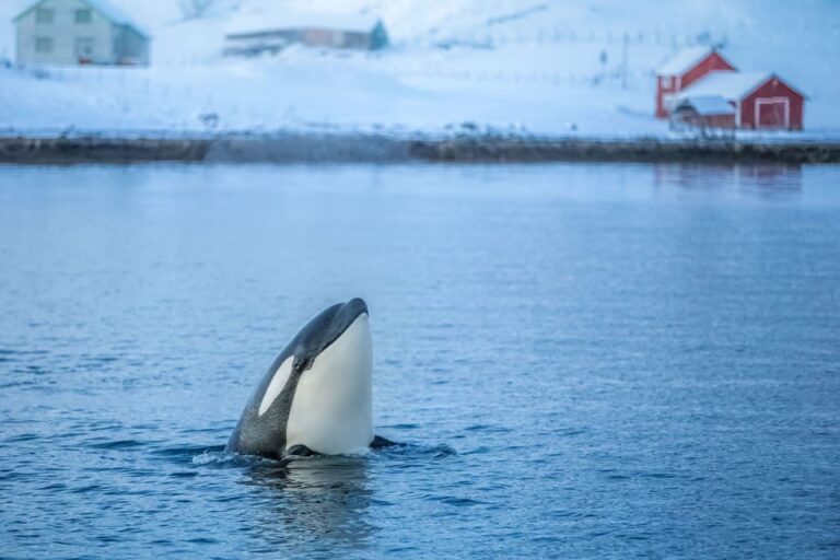 From Tromsø: Whale Watching Safari on High-Speed Catamaran