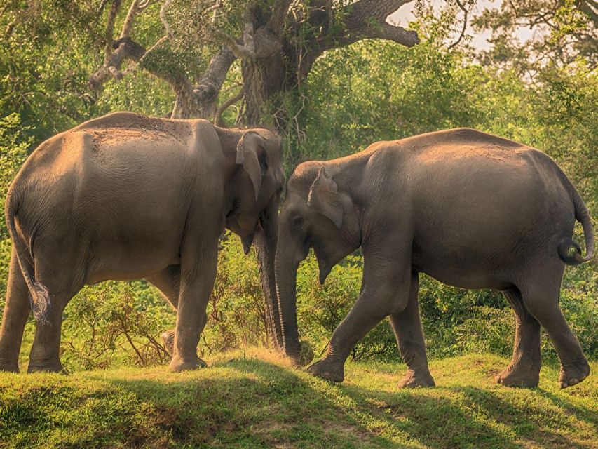 From Yala: Private Half-Day Safari at Yala National Park - Safari Overview