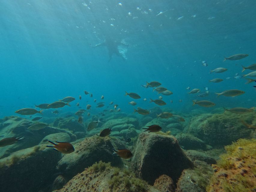 Fuerteventura: Guided Snorkeling in La Lajita With Pickup - Exploring the Underwater World