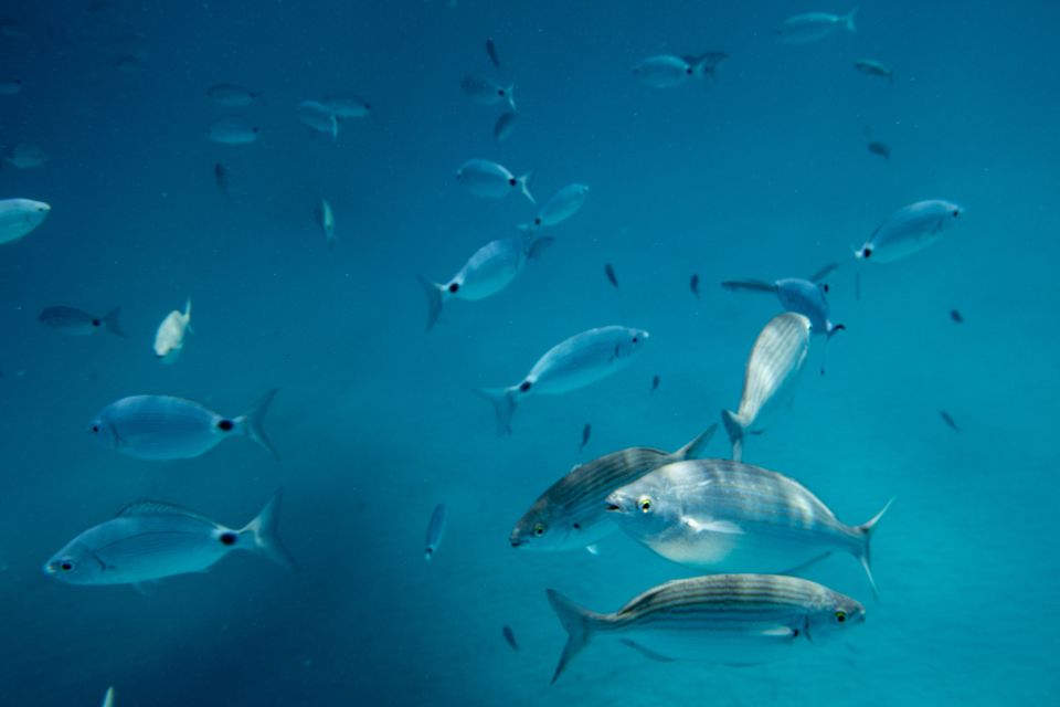 Fuerteventura: Lobos Island Oby Catamaran Cruise - Activity Overview