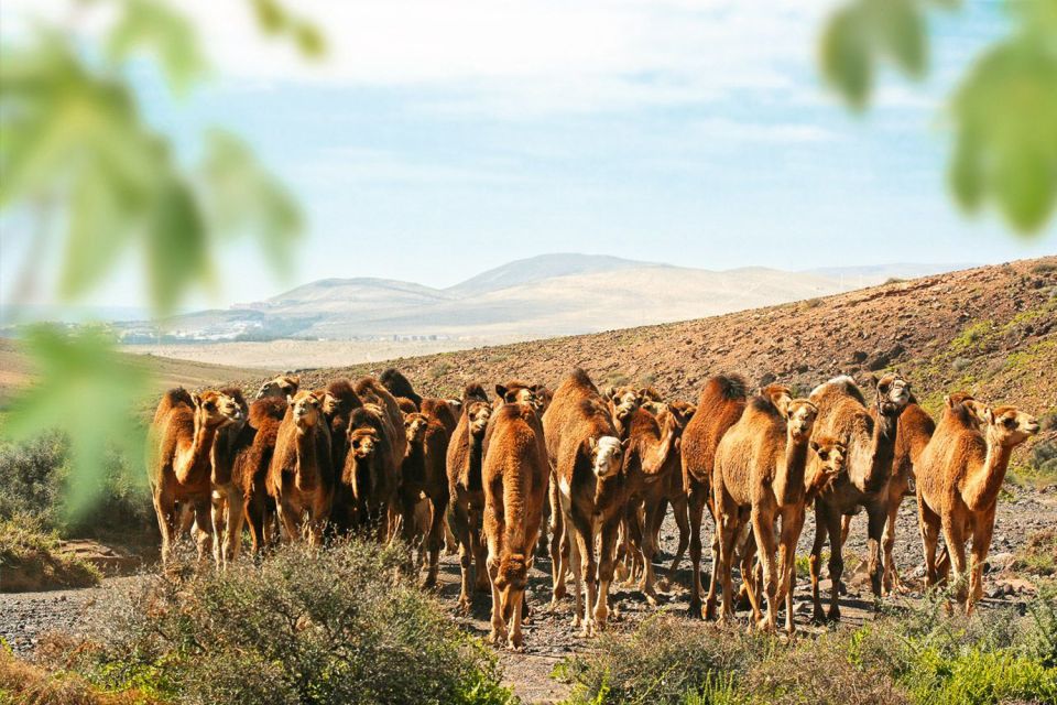 Fuerteventura: Oasis Wildlife Entry Ticket - Ticketing and Pricing Options